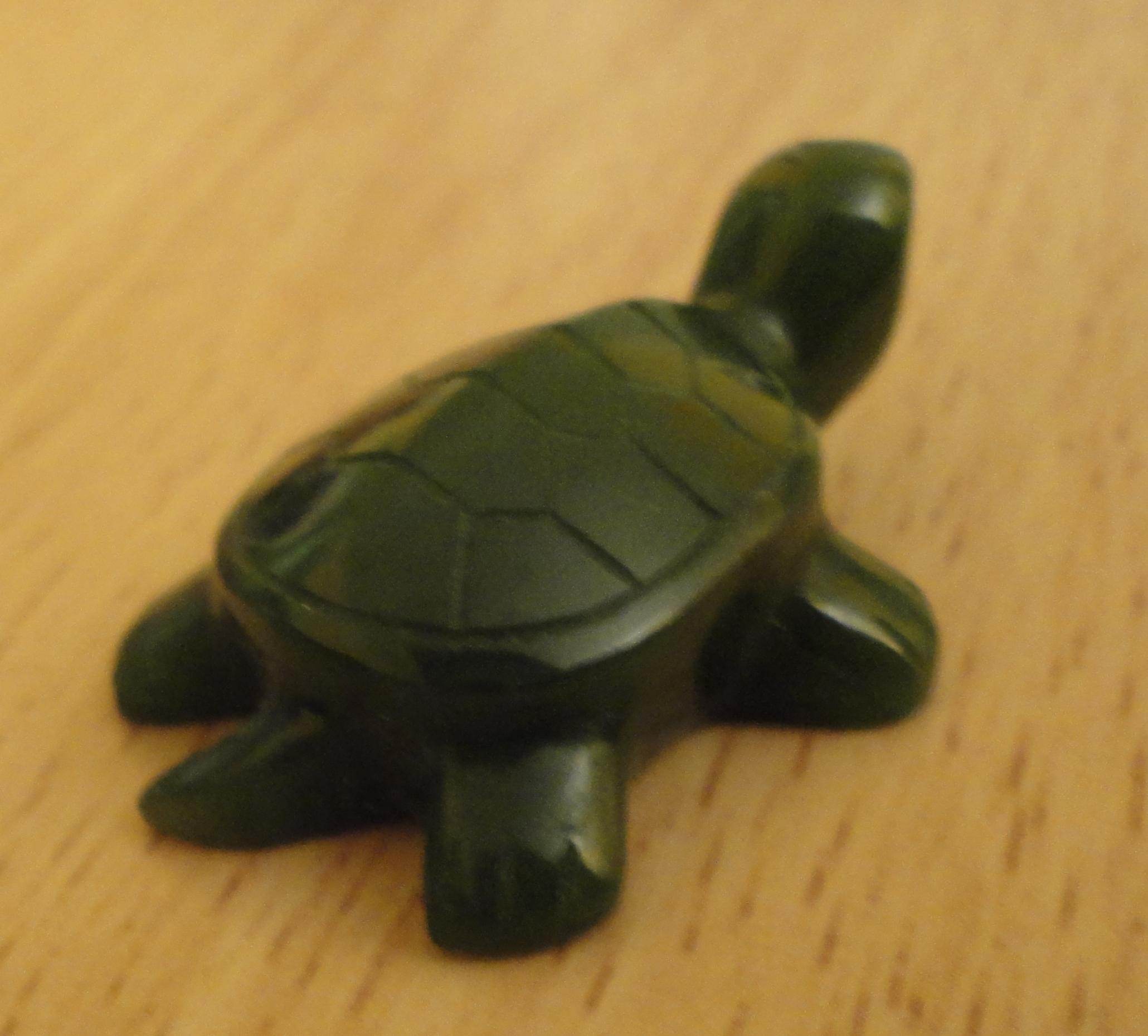 Turtle picture 1