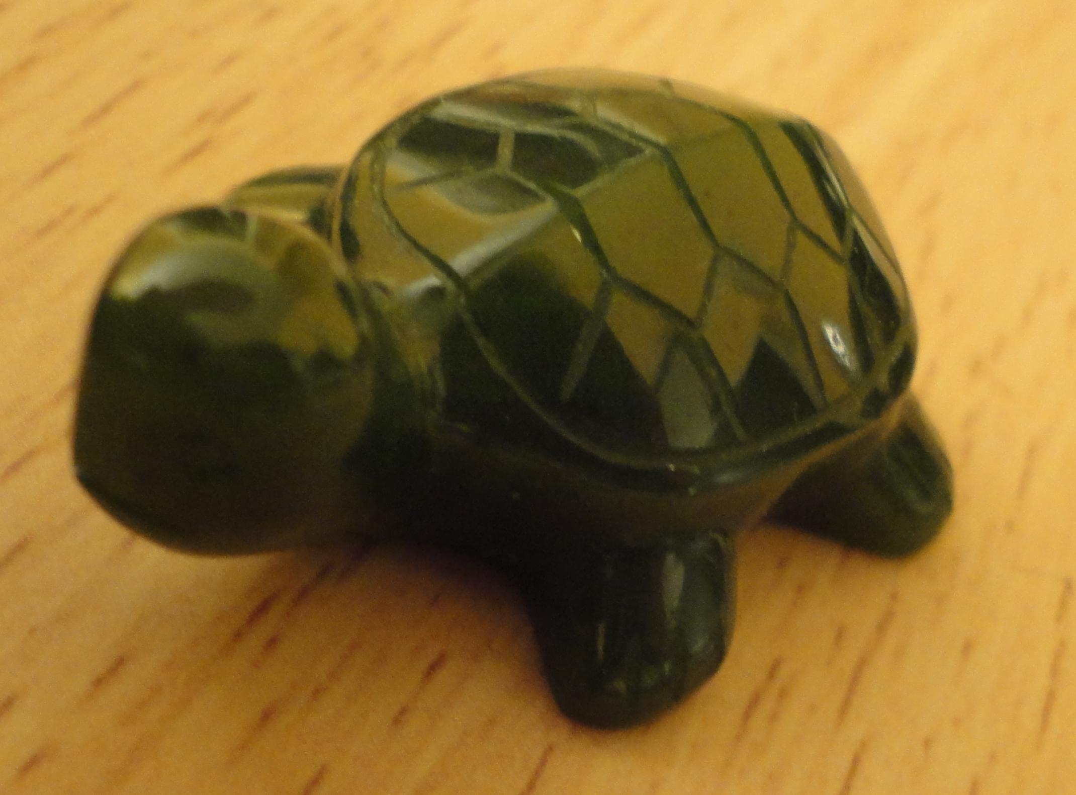 Turtle picture 2
