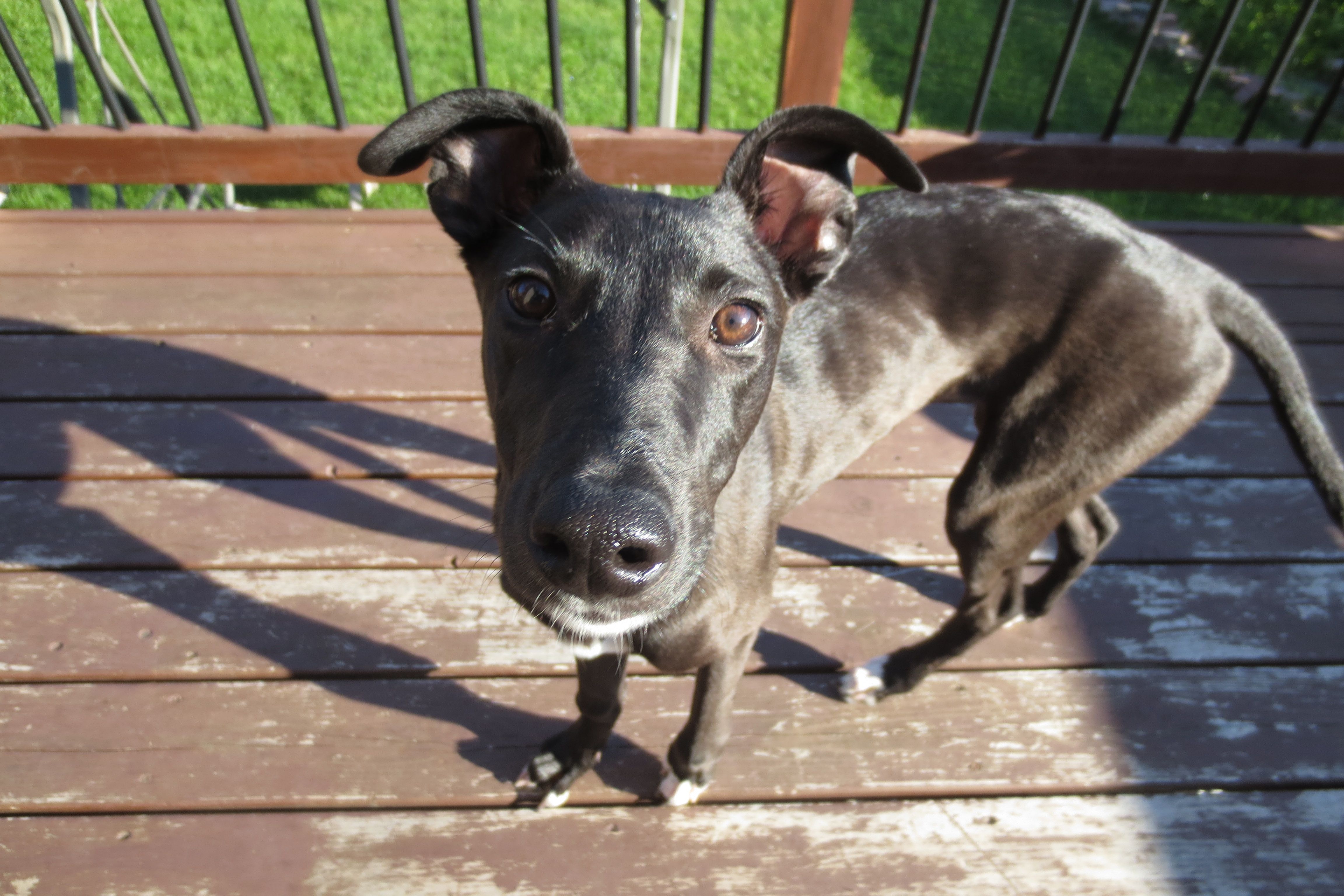 big nose puppy!